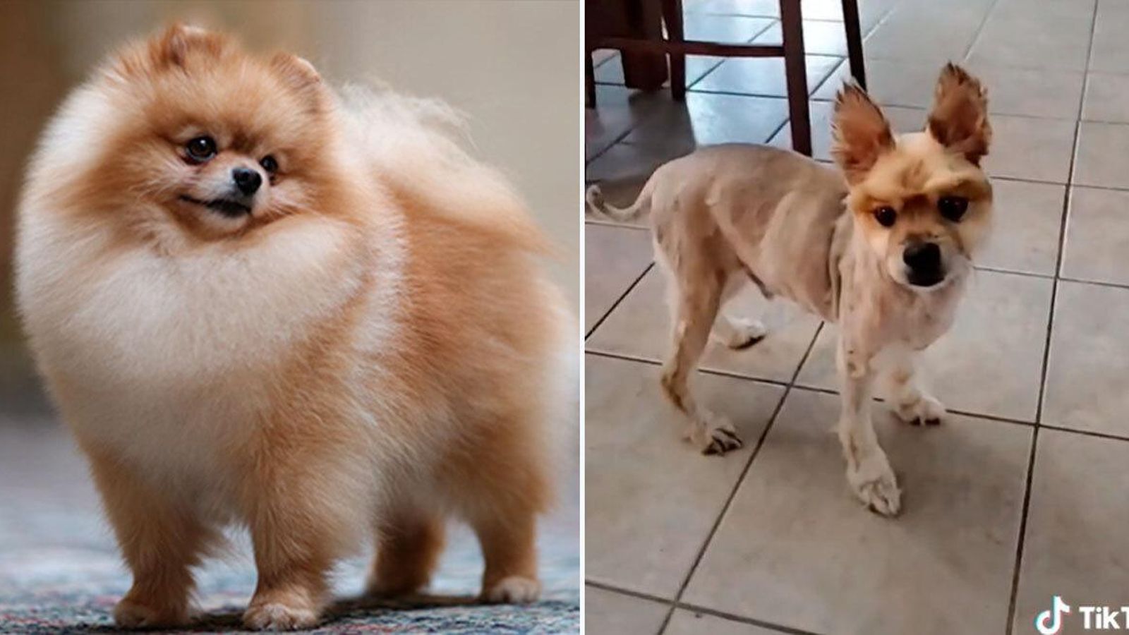pomerania pelado