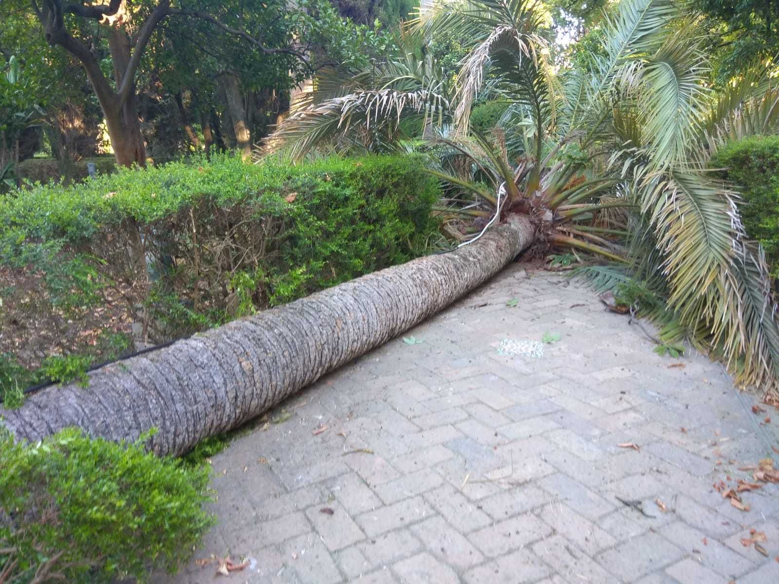 La palmera que se vino abajo en los jardines del Alcázar recientemente.