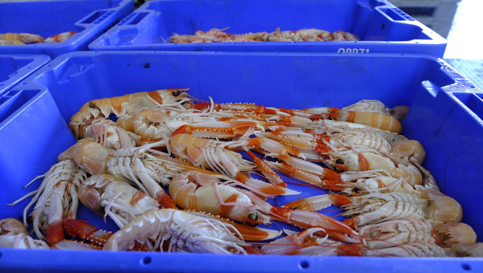 Imágenes de la visita guiada a la Lonja del Puerto Pesquero de Almería