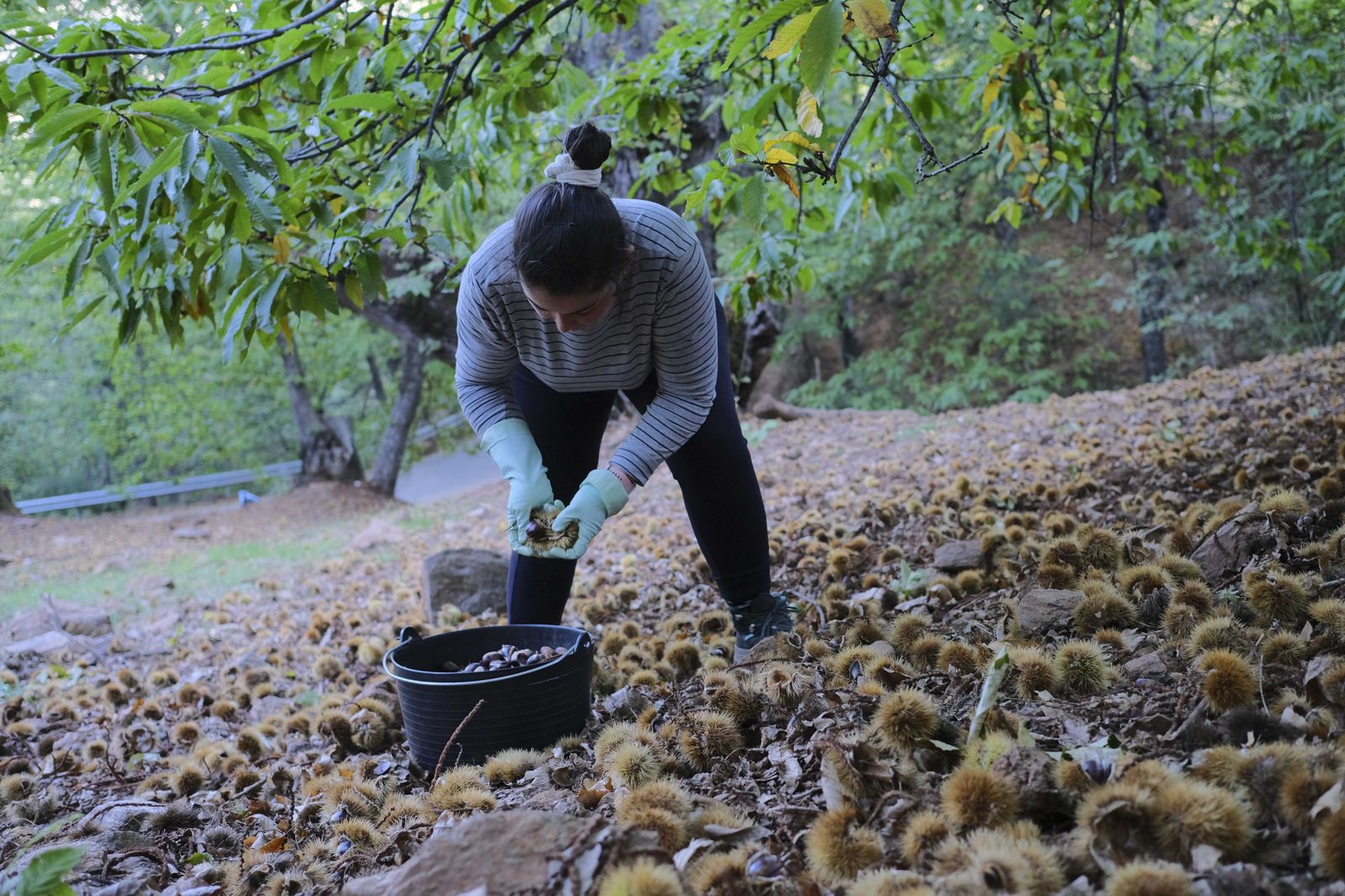 Cuadrillas en la recogida de castañas en el Valle del Genal