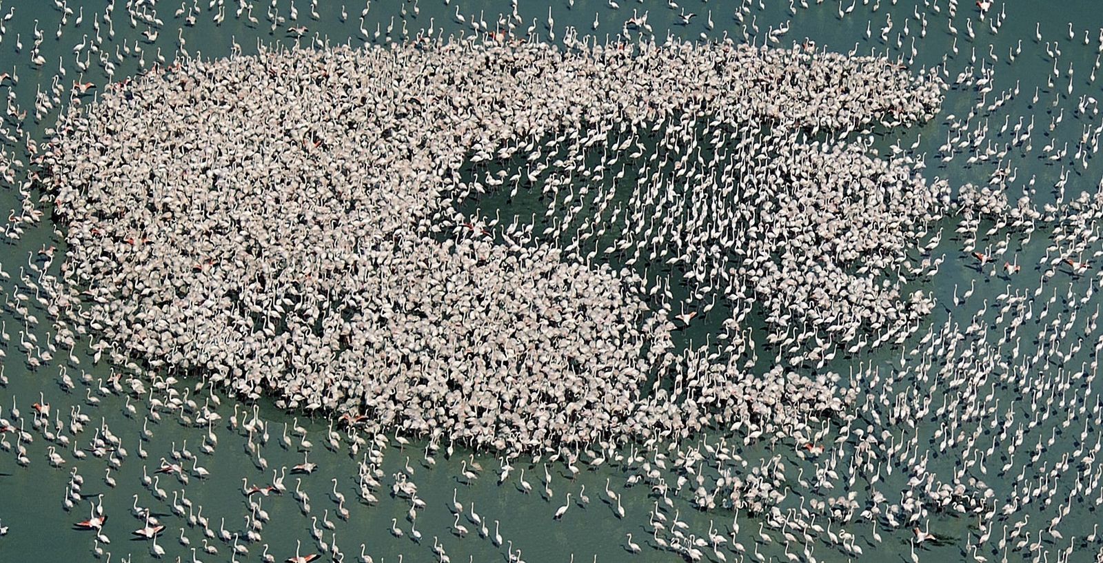 Flamencos en el parque natural de Doñana, una imagen de archivo que se repite cada año.