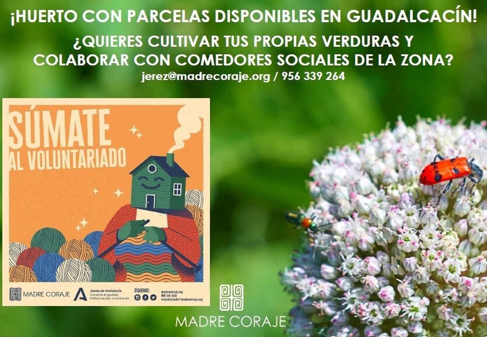 Madre Coraje necesita voluntariado para sus huertos, clasificar ropa y ventas online en Jerez