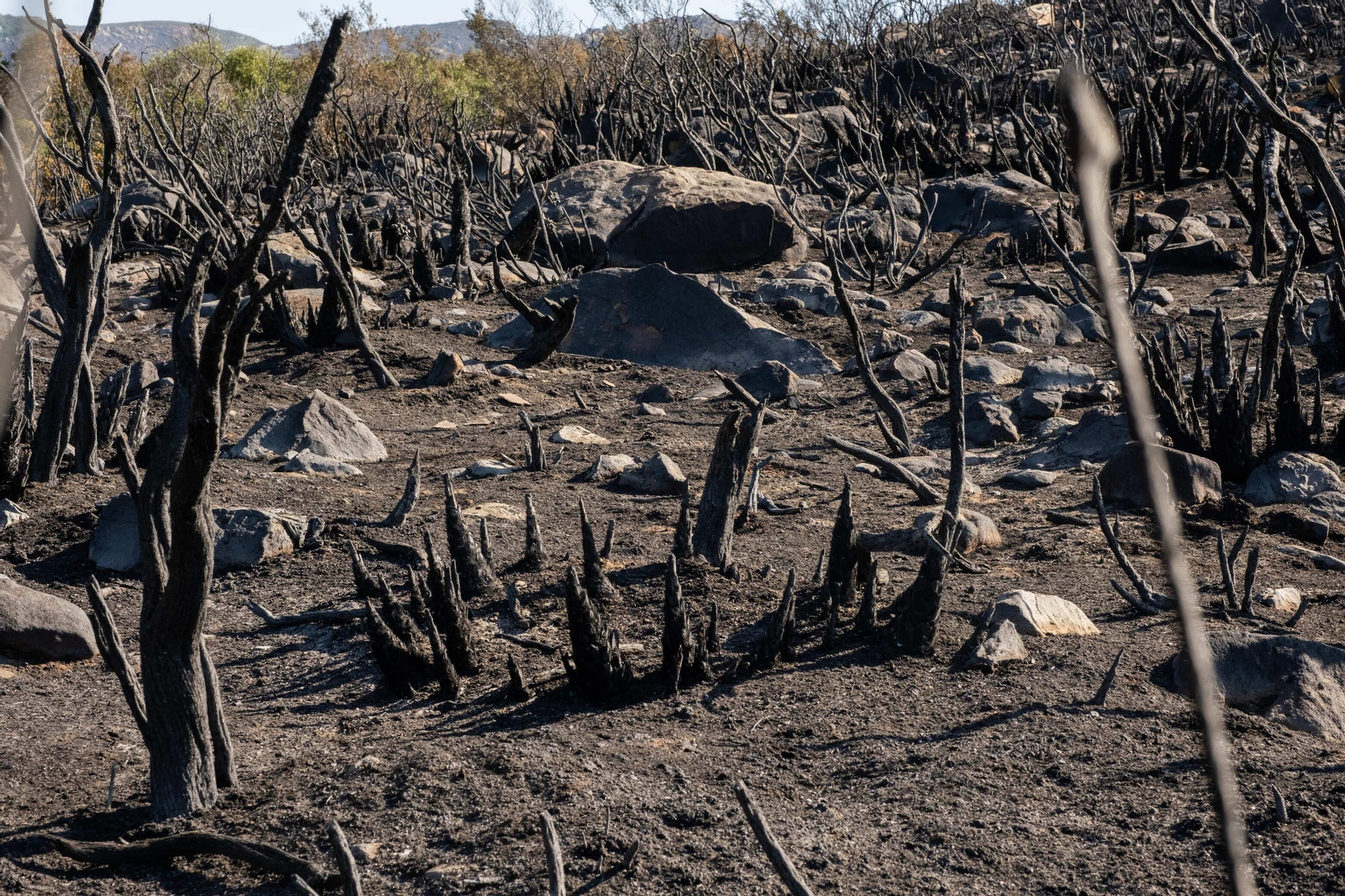 Los efectos del devastador incendio en el paraje monte de La Peña, en imágenes