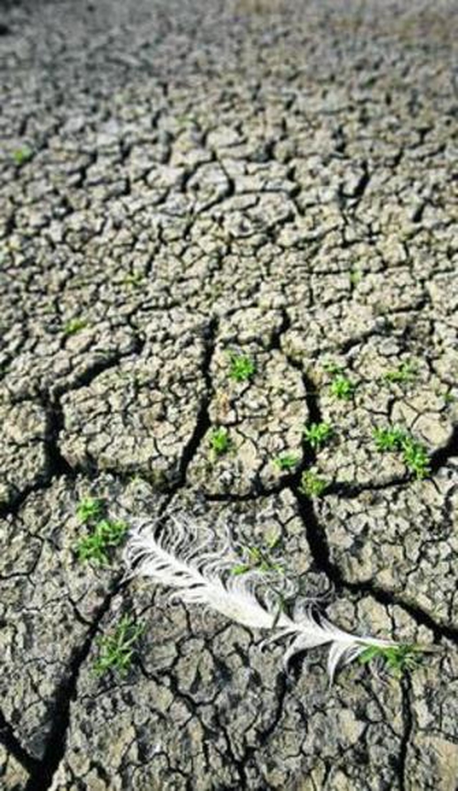 La pluma de un ave de la primavera en la tierra agrietada de lo que fue la Laguna de los Tollos.