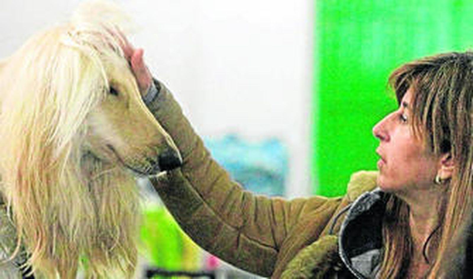 Un galgo afgano con su dueña, ayer en el certamen barreño.