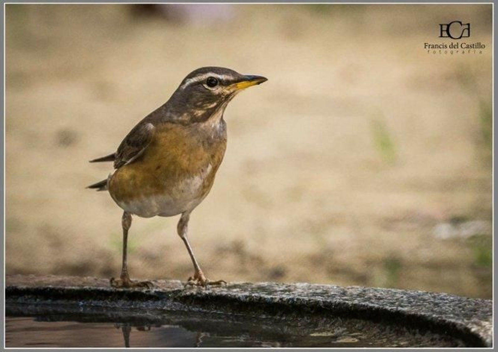 Imágenes del zorzal rojigrís siberiano en Cádiz