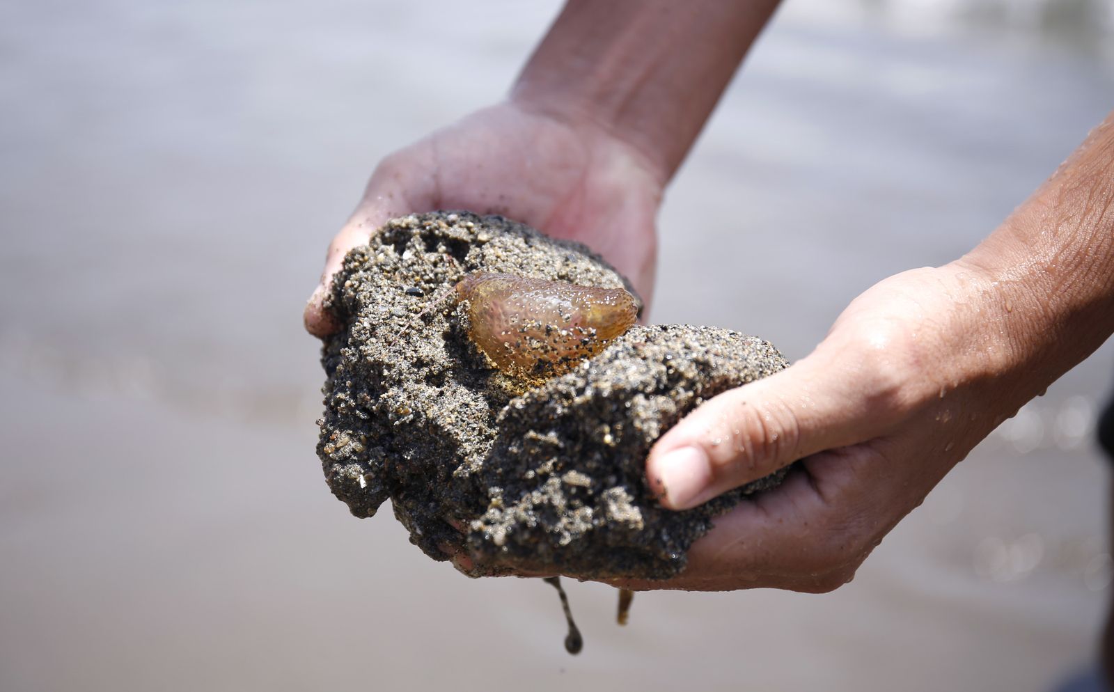 Algunas playas de Vélez-Málaga, Rincón de la Victoria y Mijas izaron ayer la bandera amarilla por medusas.