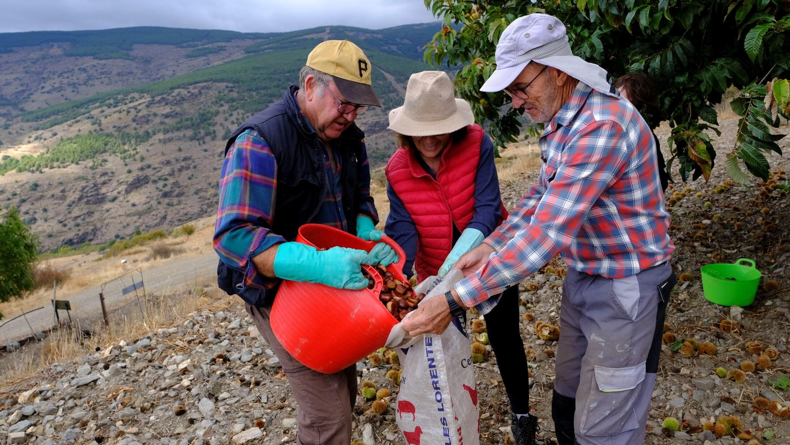 Recogida de castañas en Paterna del Río.