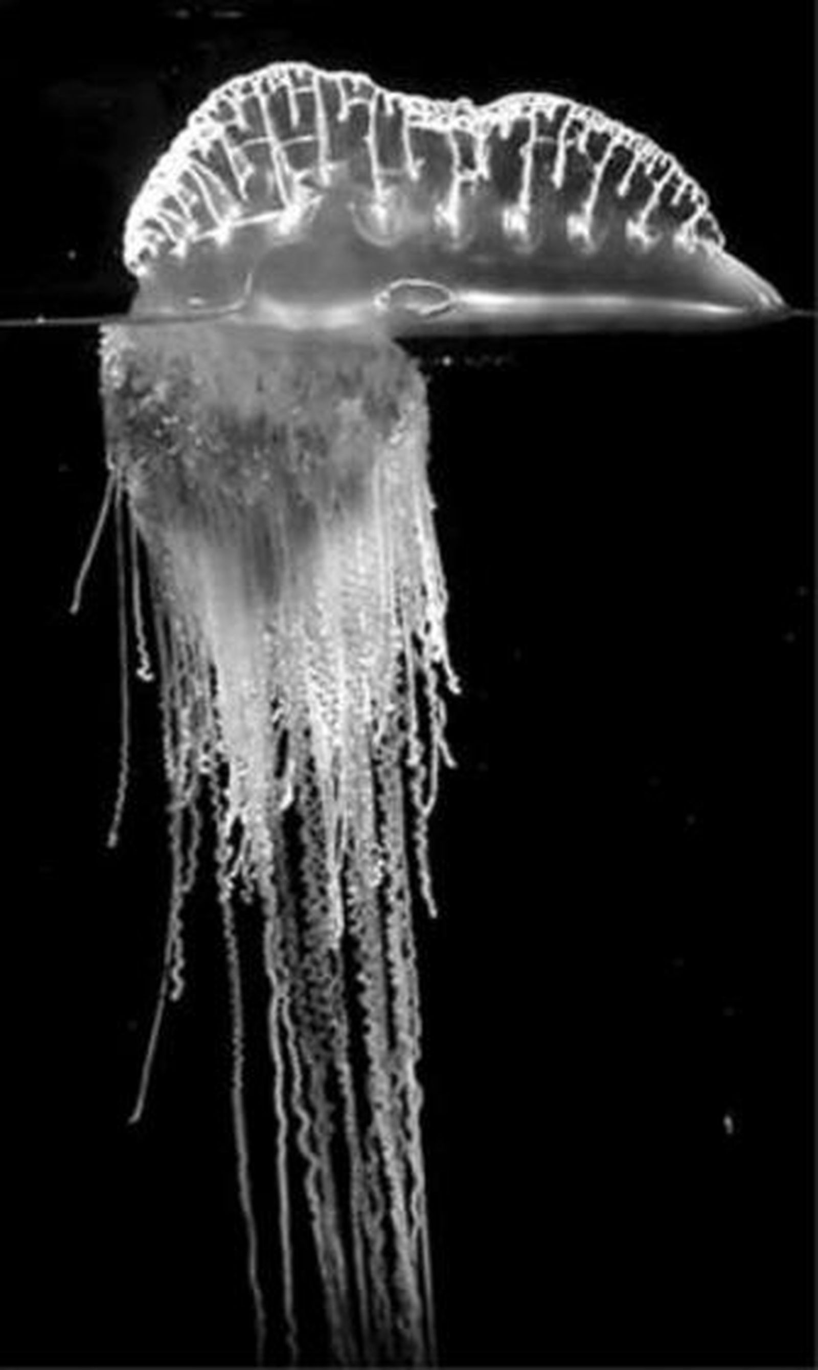 Una 'carabela portuguesa'.