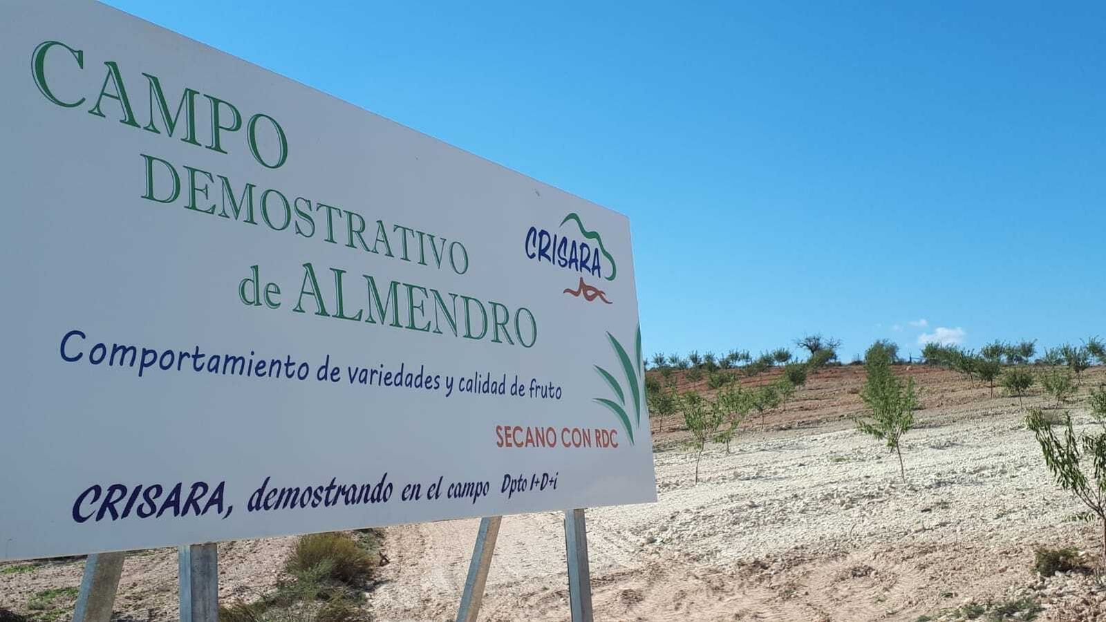 Campo de experimentación del almendro, que la compañía almeriense tiene en tierras chiriveleñas.