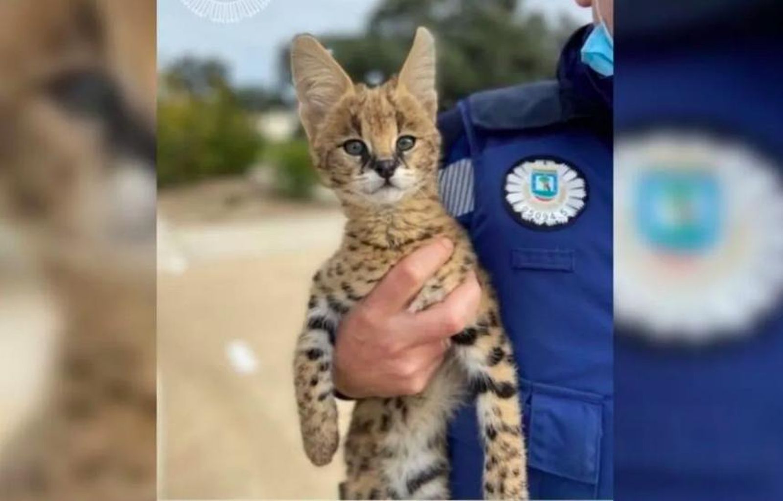 Encuentran un serval de sabana africana en una casa de Madrid