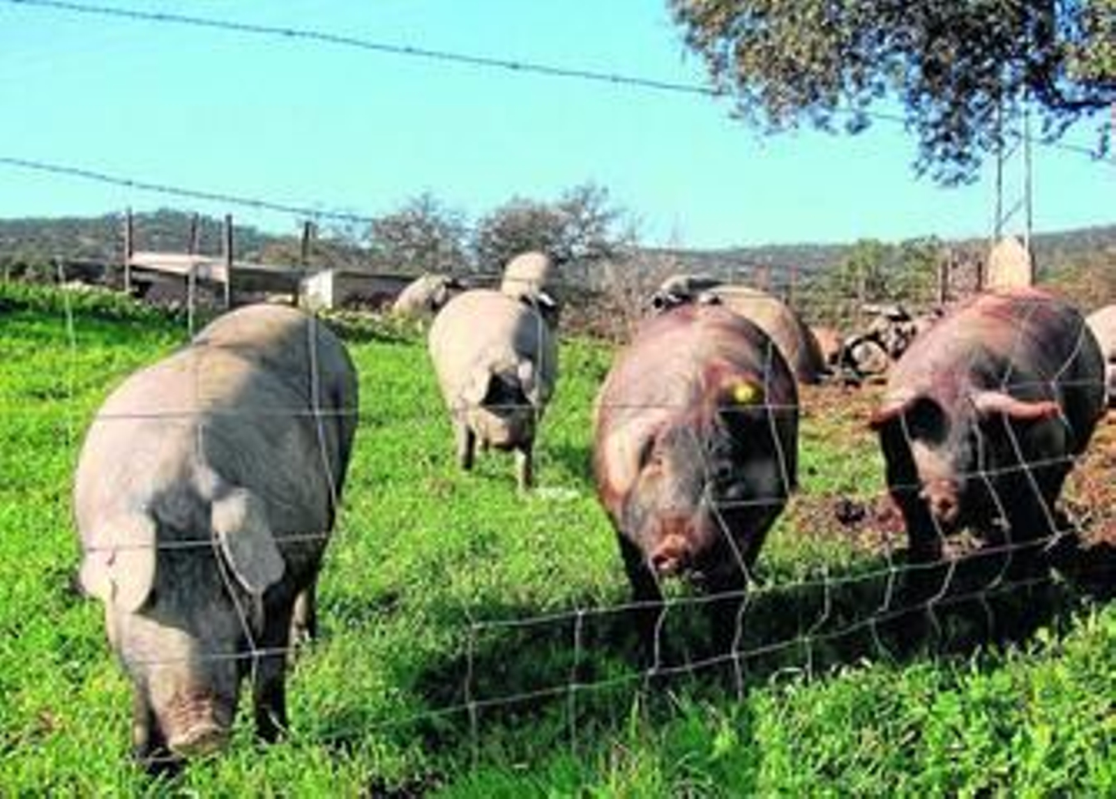Cerdos en montanera en la zona de Campofrío.