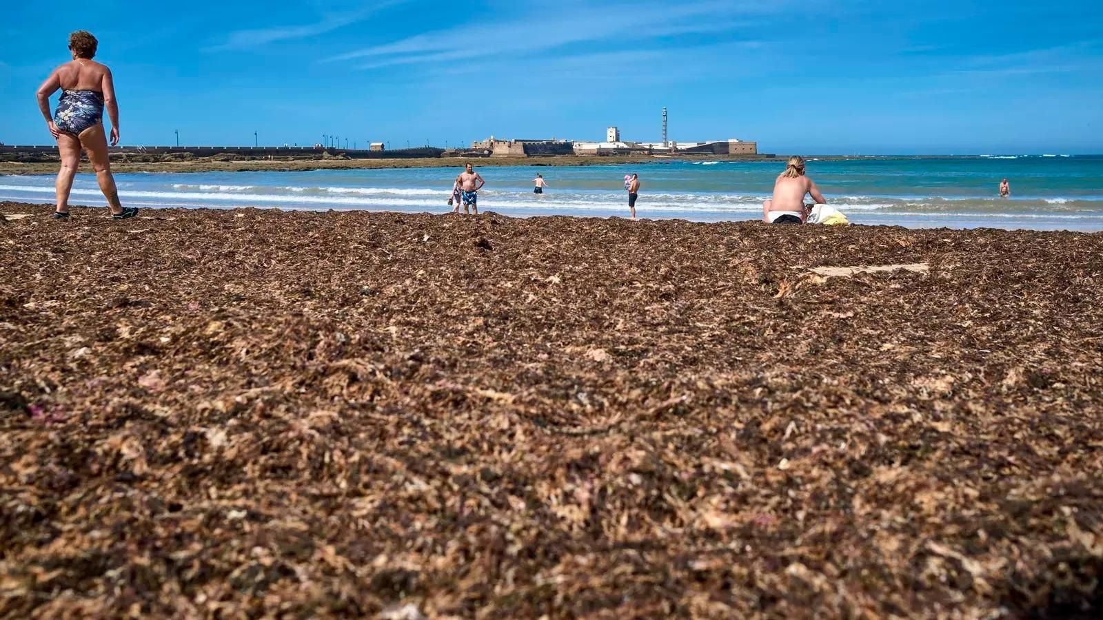 Invasión de algas en la playa de La Caleta.