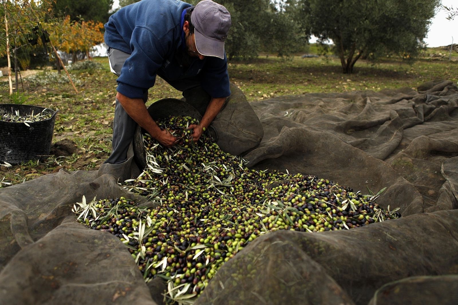 El olivar se enfrenta al reto de aumentar su rentabilidad sin dañar la sostenibilidad de su entorno.