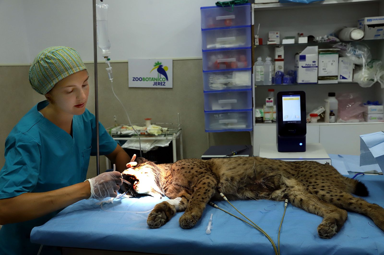 Un momento de la intervención a la lince 'Castañuela'.