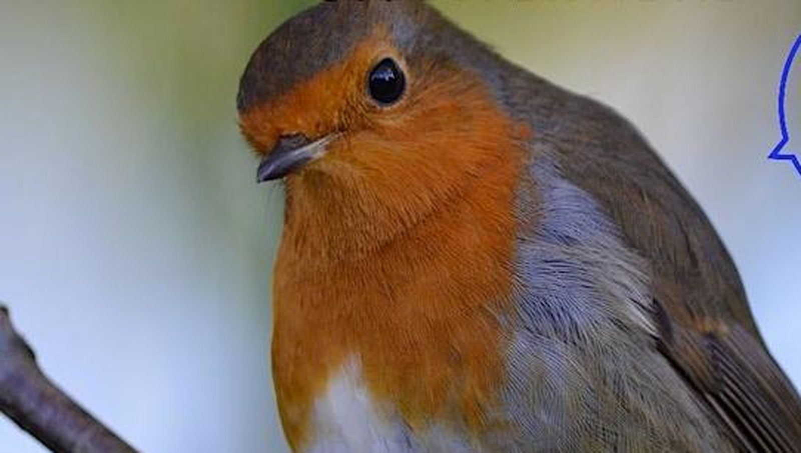 Detalle del cartel de la jornada de aviturismo.