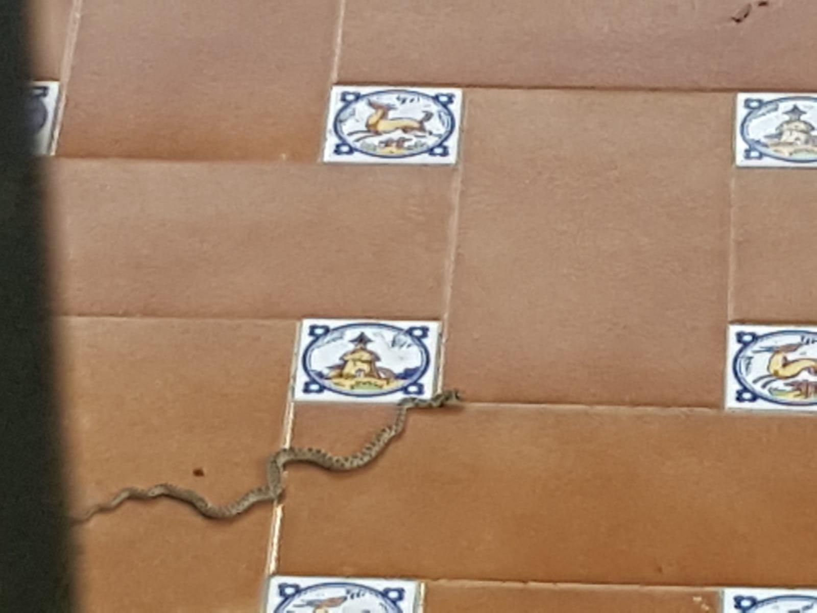 Una culebra en el interior del patio de una vivienda.
