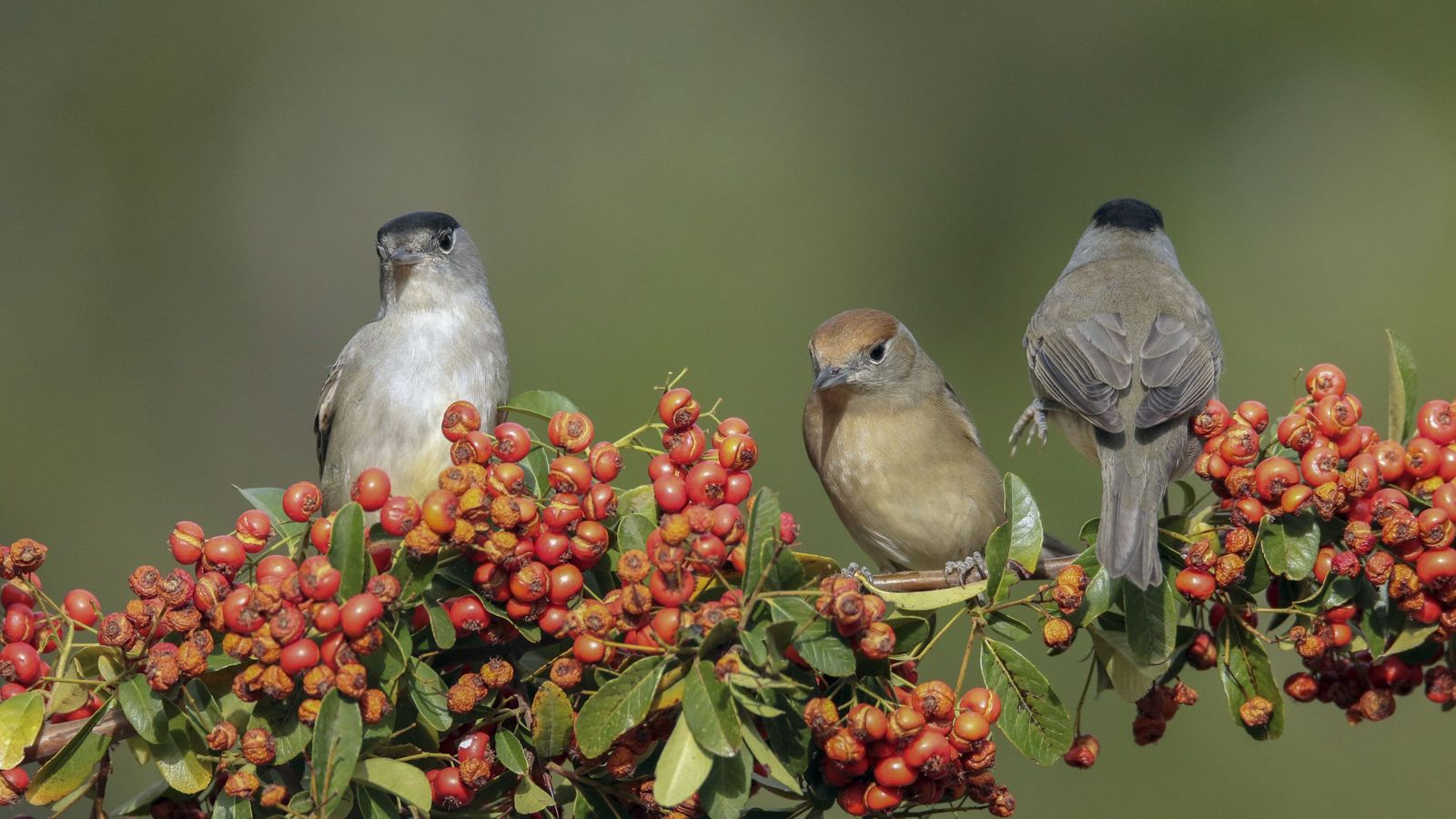 Las currucas capirotadas son una de las aves que se benefician del cambio climático.