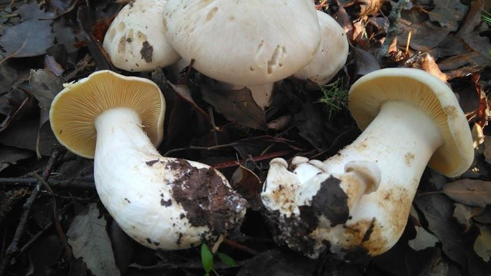 Entoloma lividum (Pérfida).