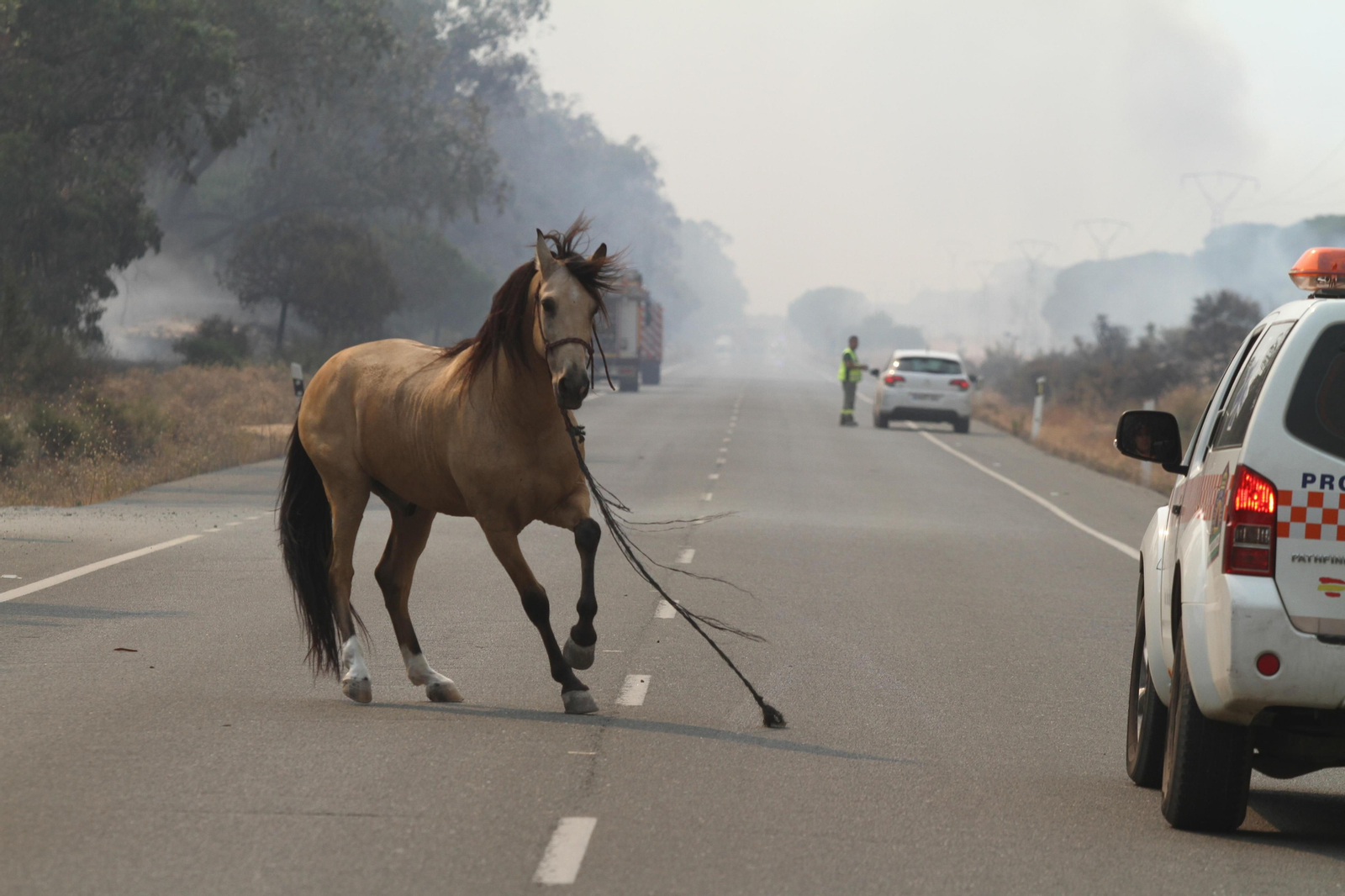 Las imágenes del incendio en Moguer y Mazagón