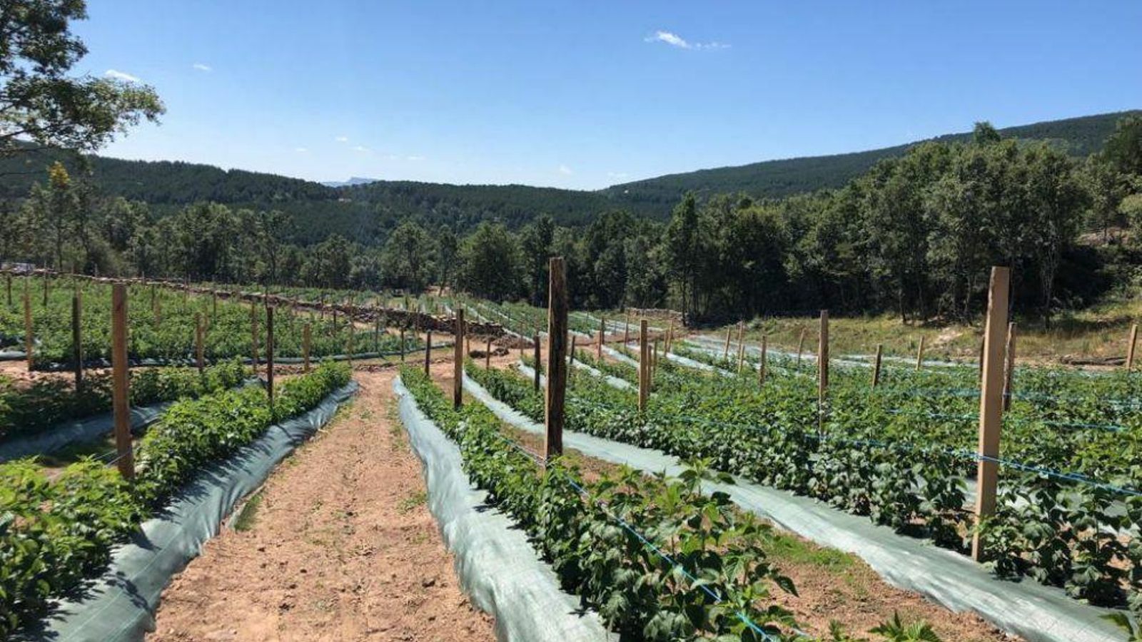 Plantación de frambuesas en un pueblo de Soria