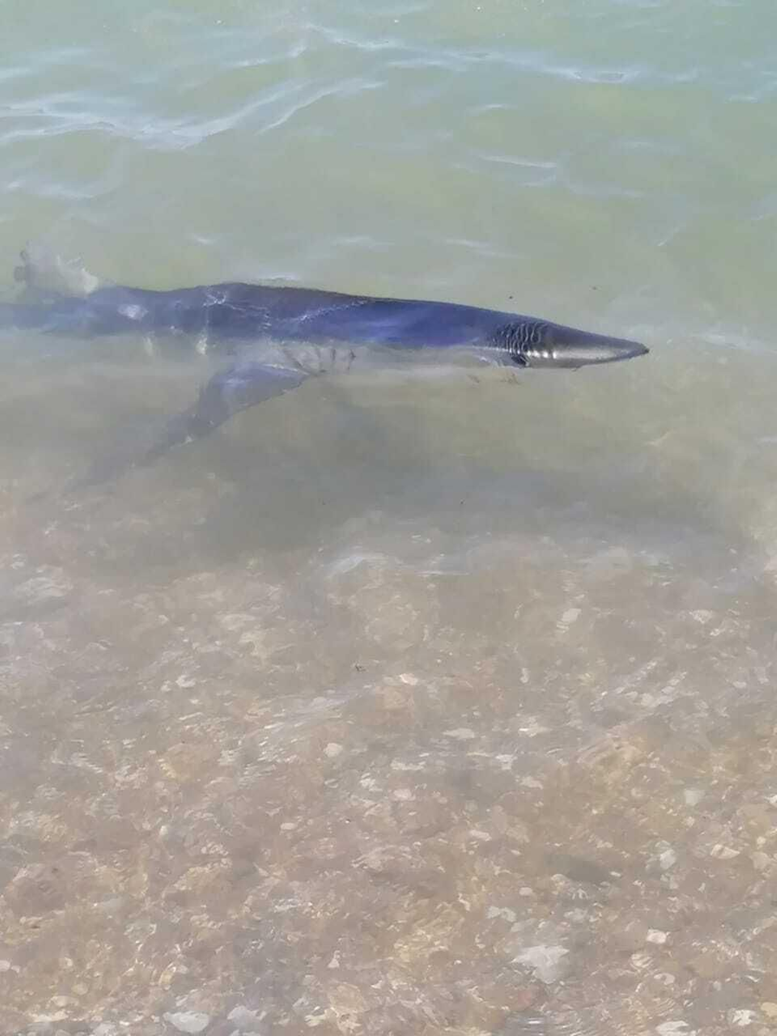 El rescate del tiburón a la orilla de una playa de Benalmádena, en fotos