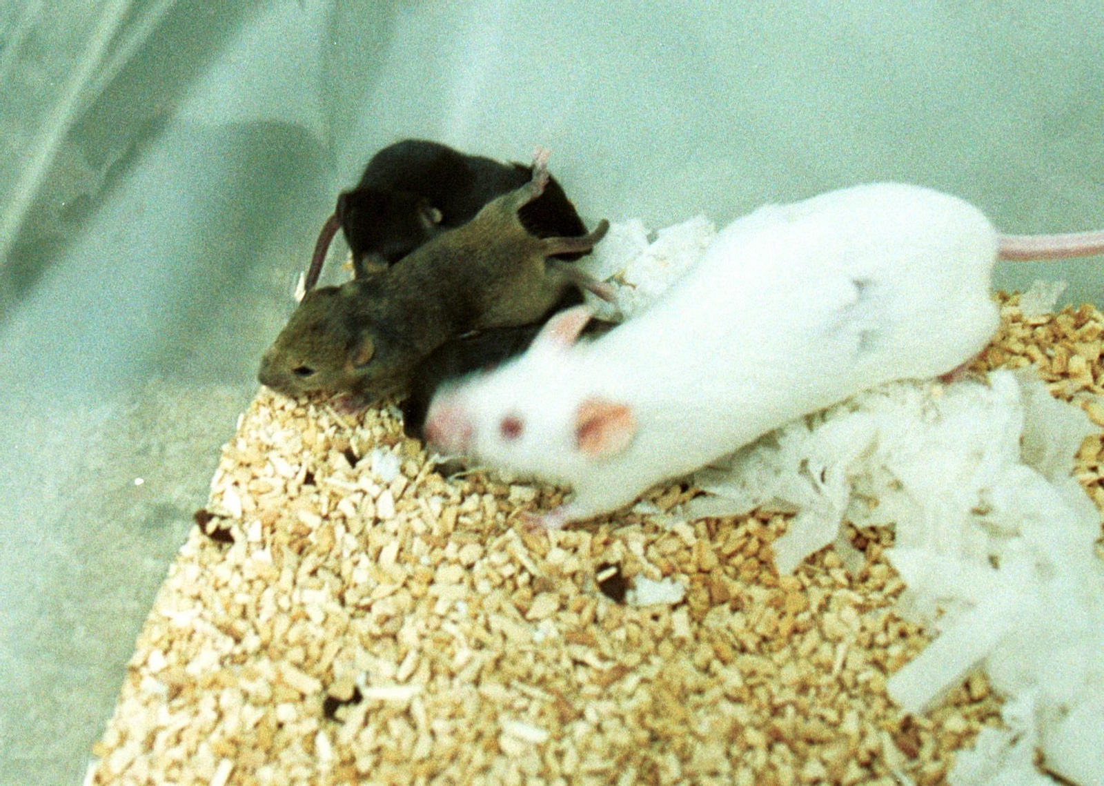 Roedores en un laboratorio.