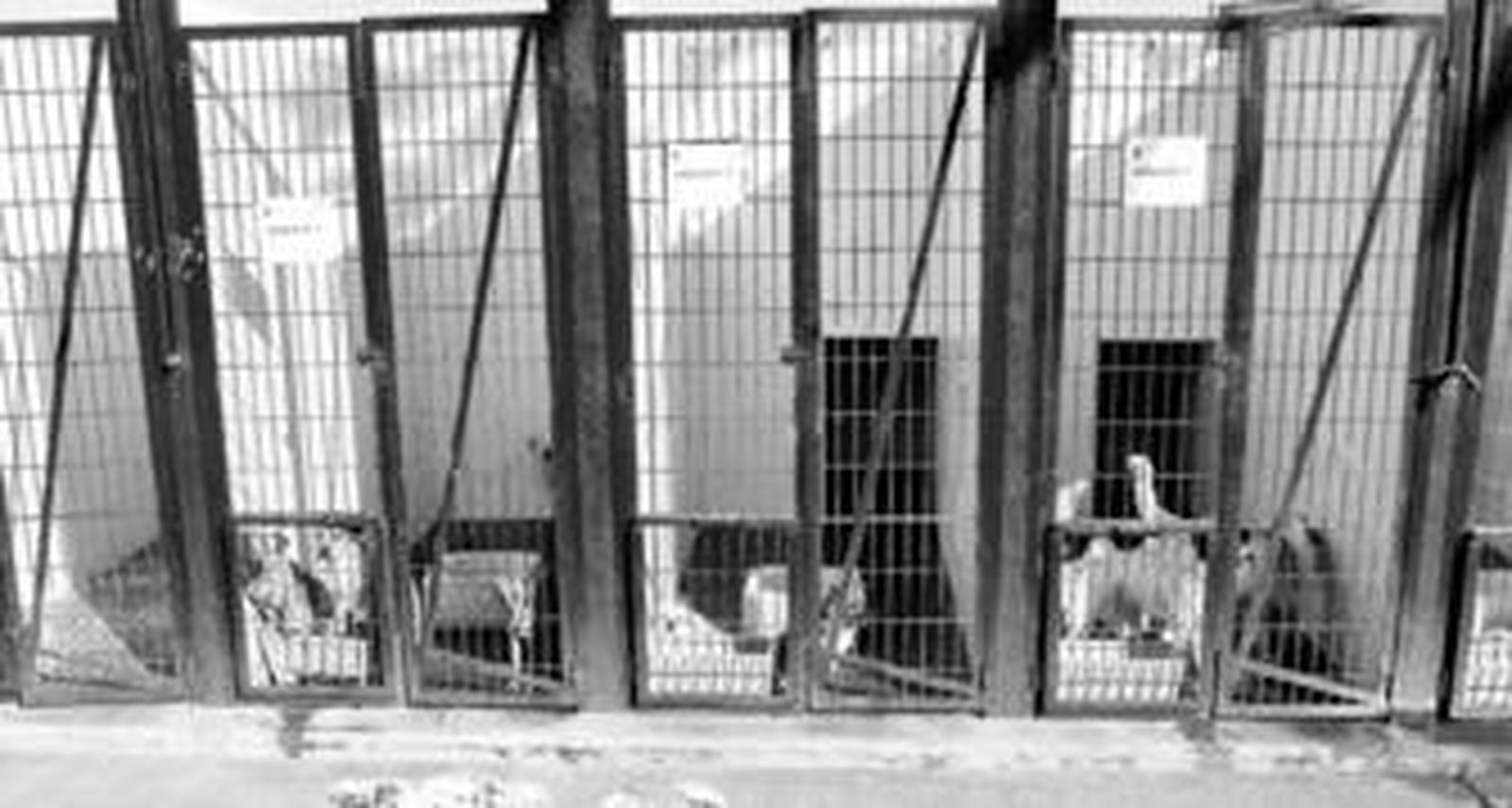 Instalaciones donde se encuentran los perros abandonados en el municipio de la capital.