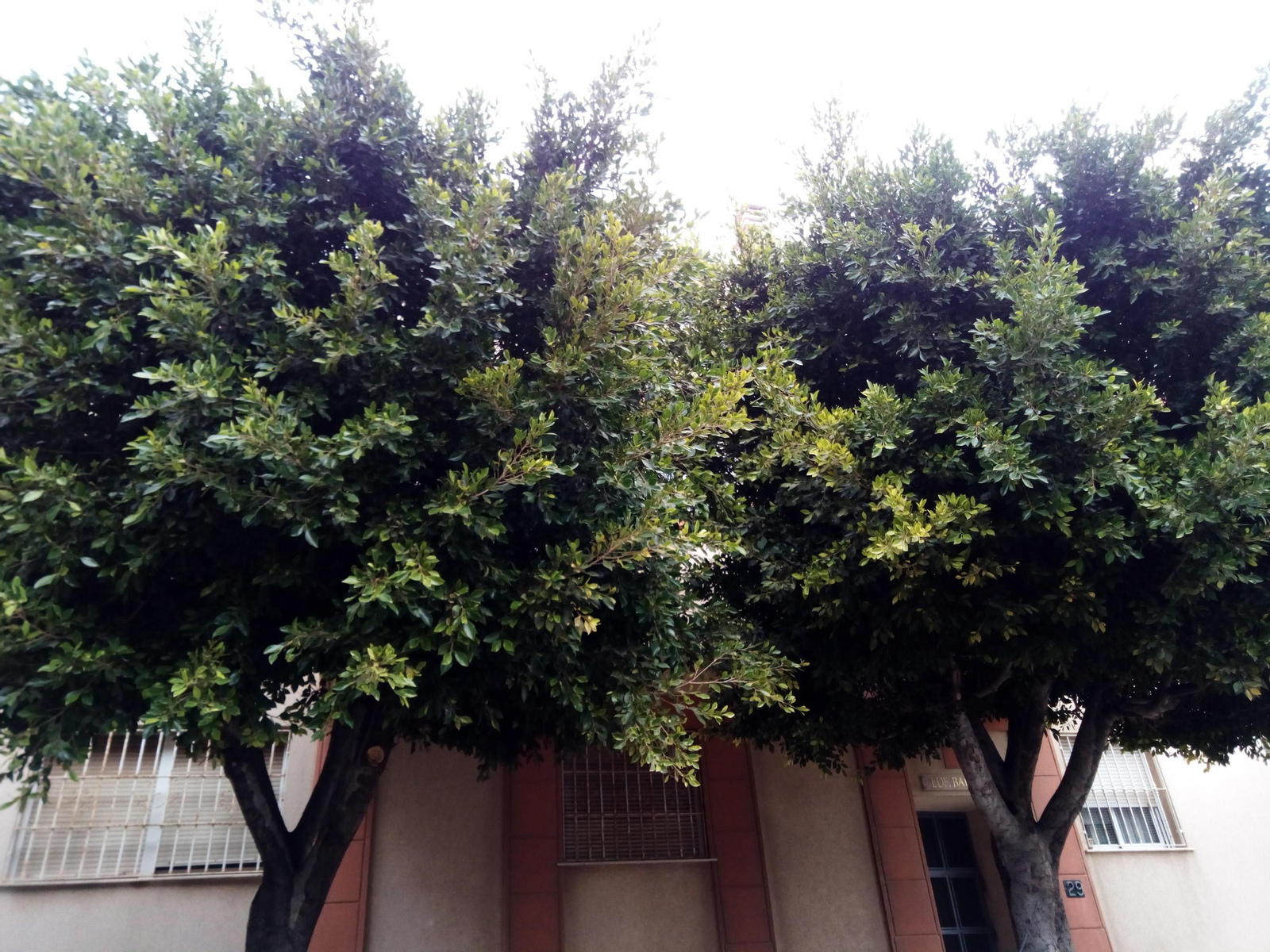 Este ficus de  la calle Rosa Chacel, en  Los Molinos, ocultaba las ocho ventanas de una vivienda.