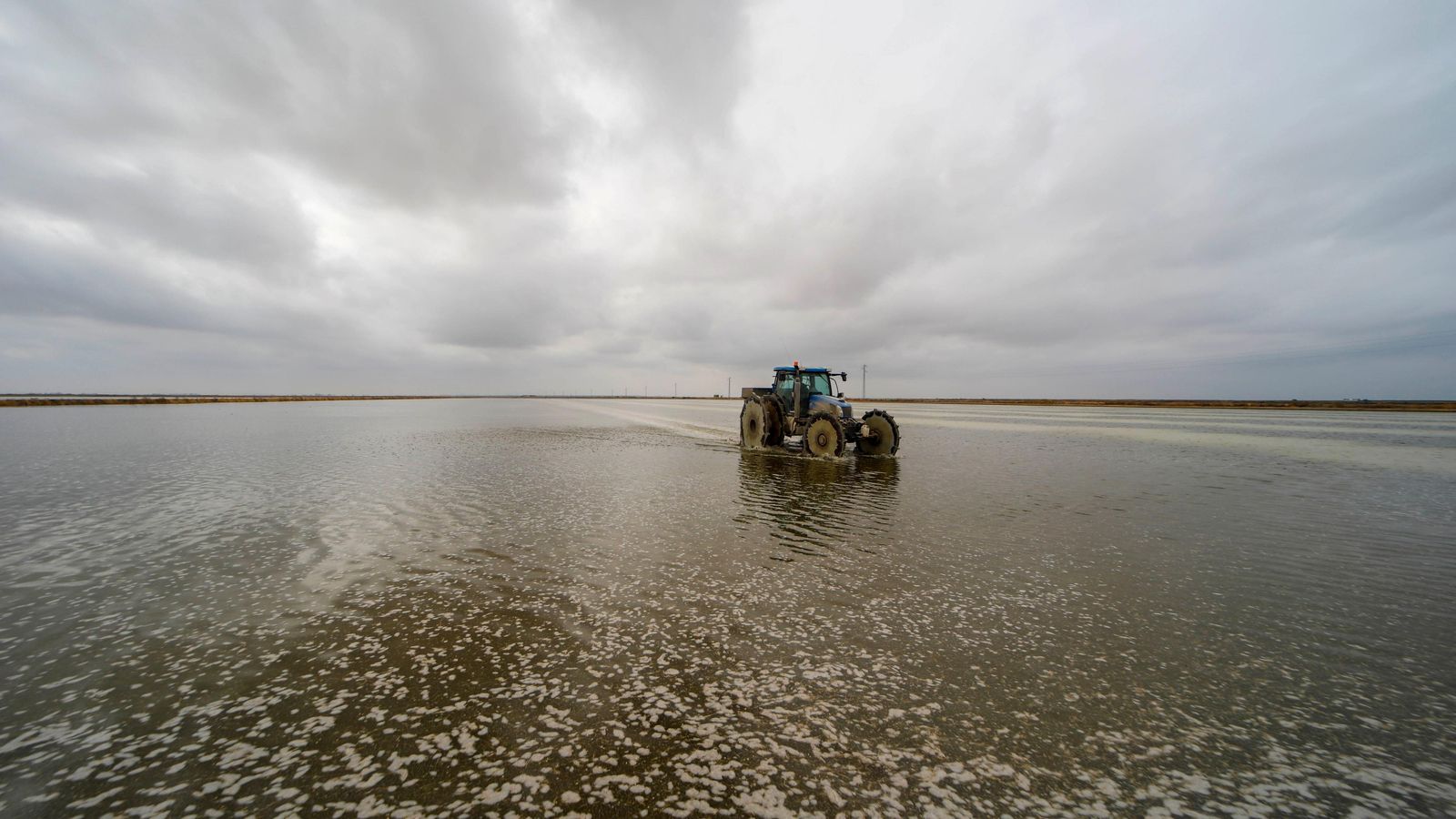 Siembra de arroz en Isla Mayor