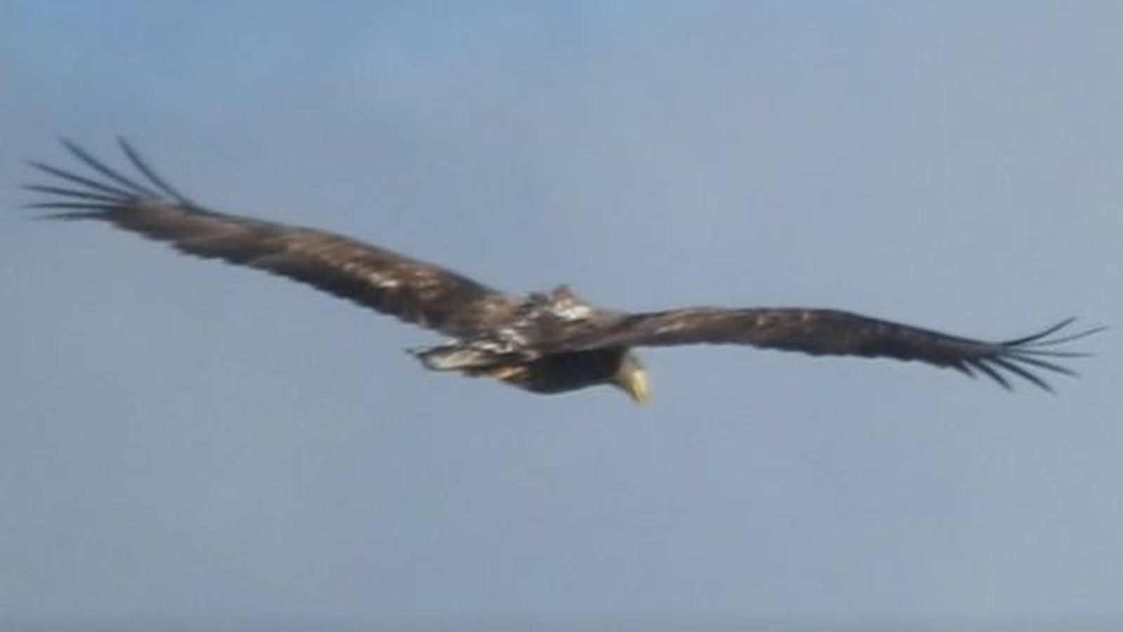 Pigargo europeo en la Sierra.
