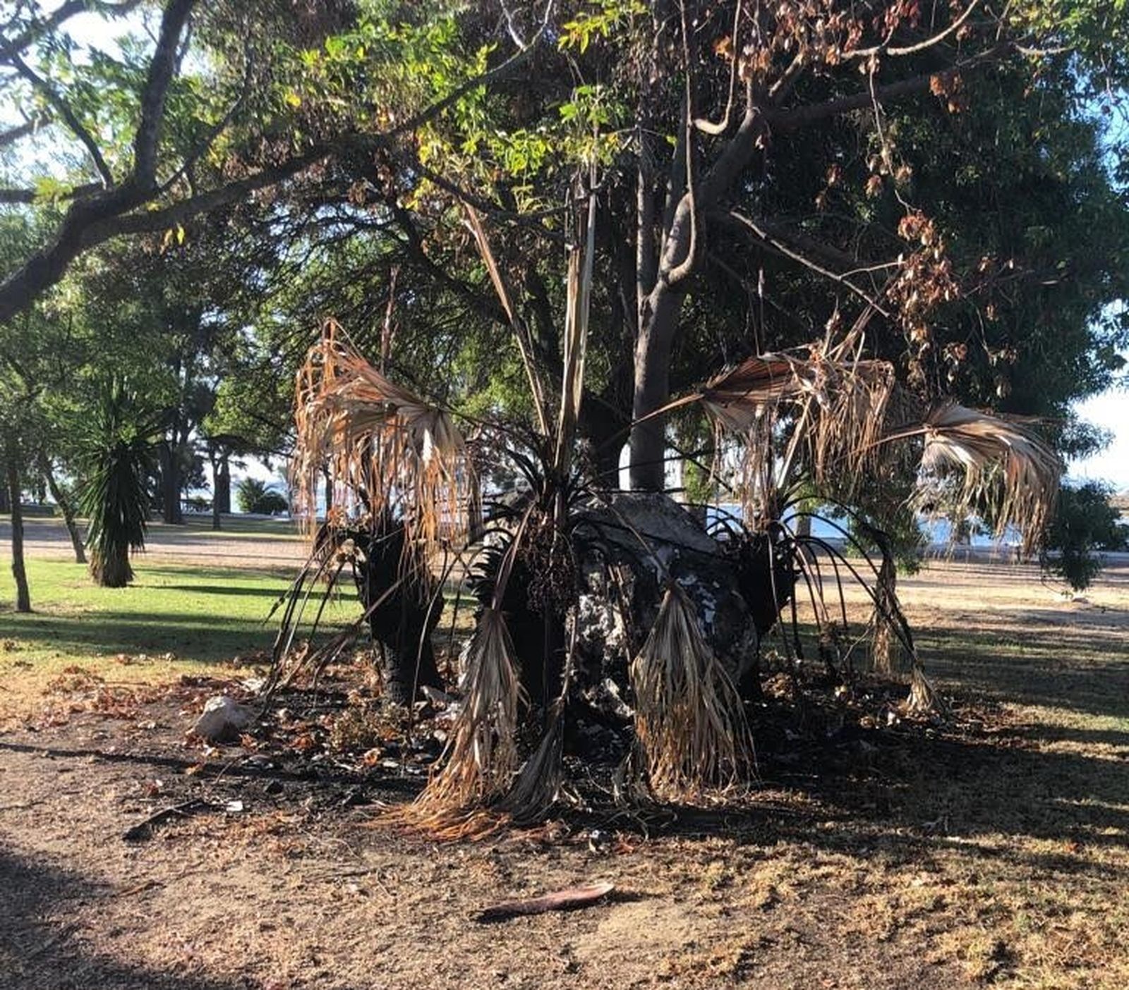 Una de las palmeras tras el incendio.