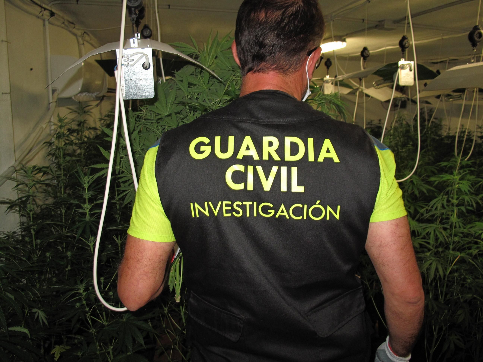 La Guardia Civil interviene casi 15.000 plantas de marihuana en Granada en solo una semana