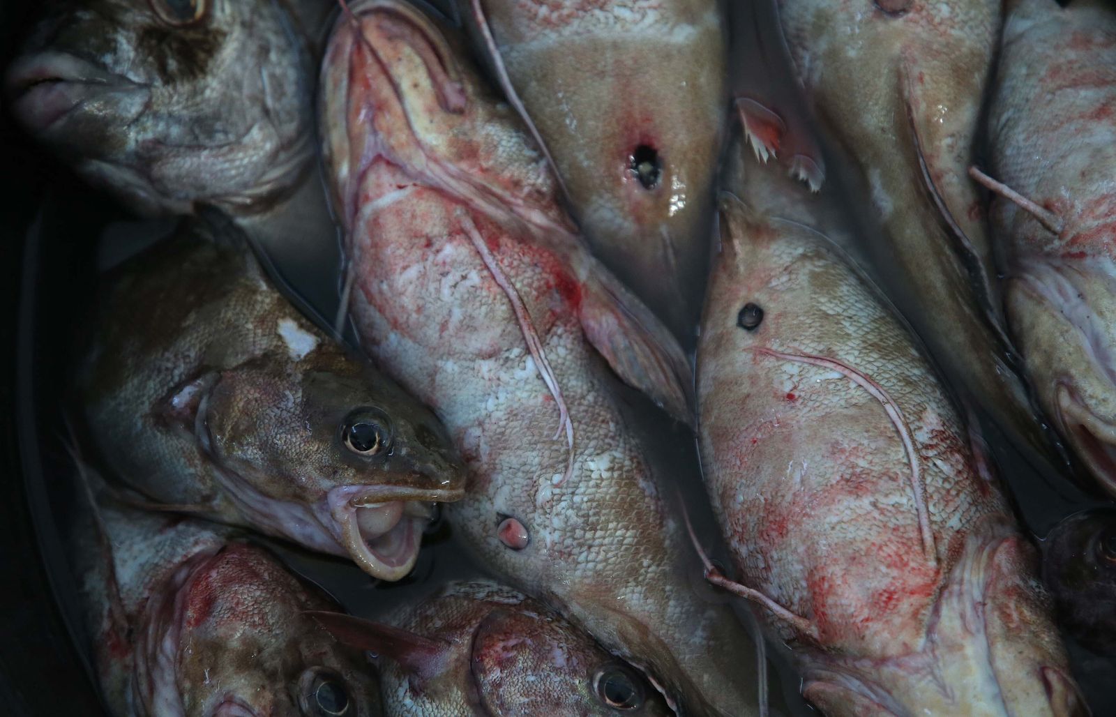 El puerto pesquero de La Línea, en imágenes