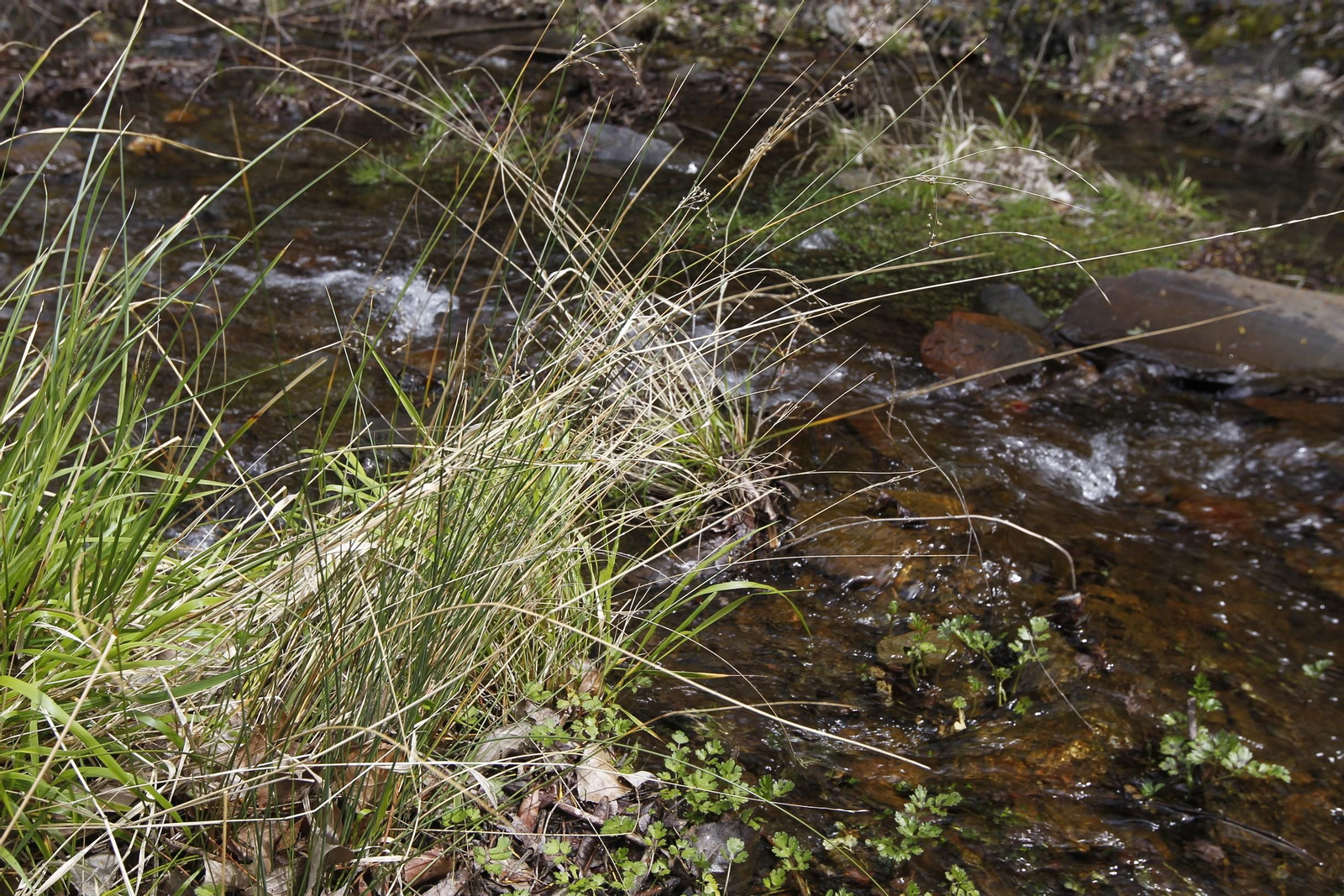 Naturaleza desconfinada. La Roza (Abrucena)