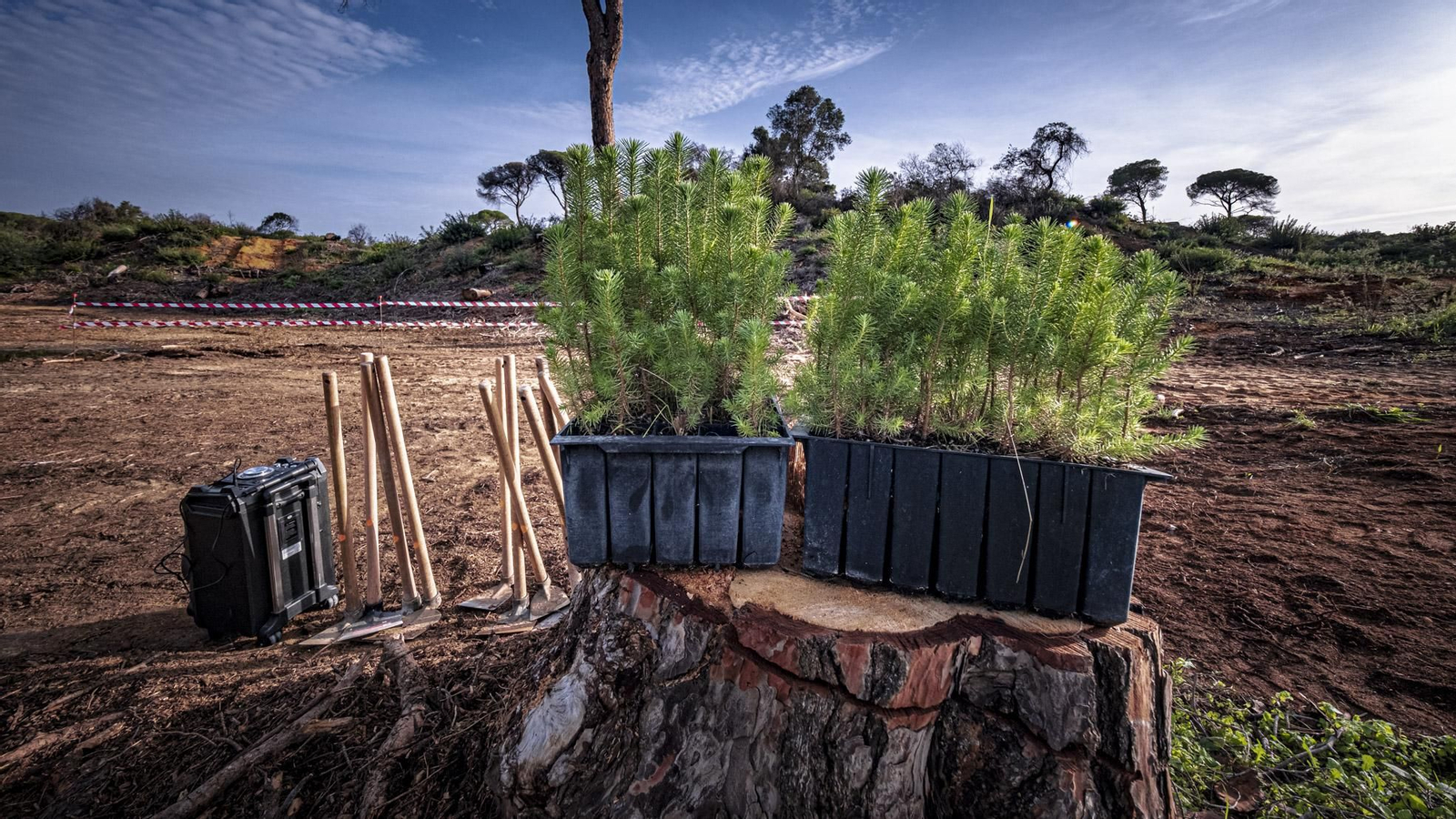 Las imágenes de escolares reforestando el pinar de Las Canteras de Puerto Real.