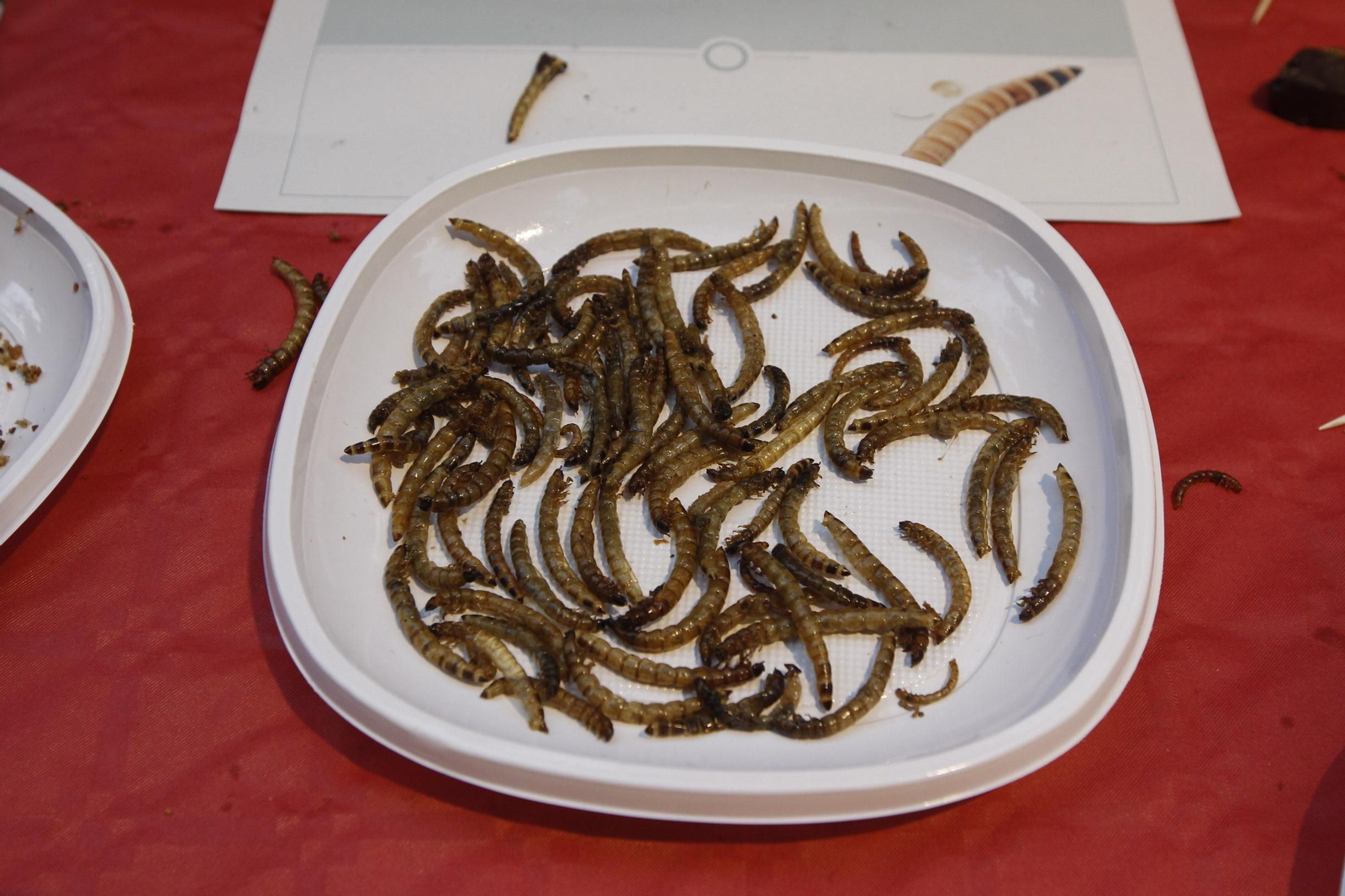 Fotogalería Noche Europea de los Investigadores. Universidad de Almería-UAL