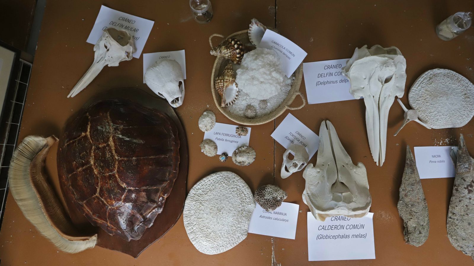 La mejores fotos de la III Feria de Muestras del Parque Natural de Los Alcornocales en Algeciras.