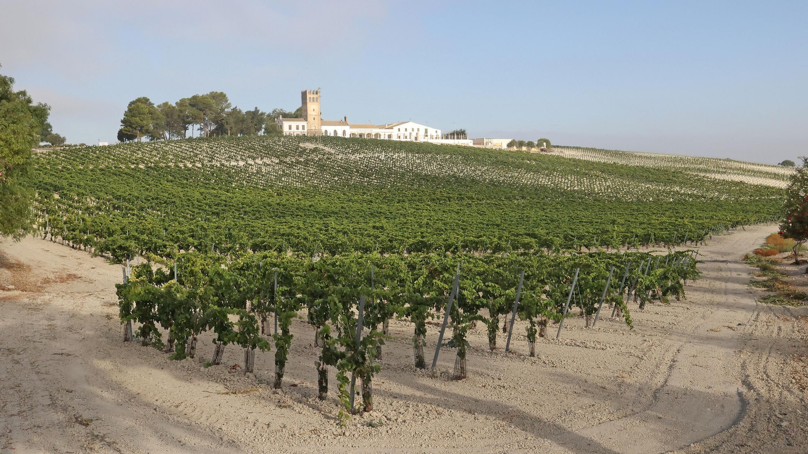 Fundador comienza su vendimia en Jerez