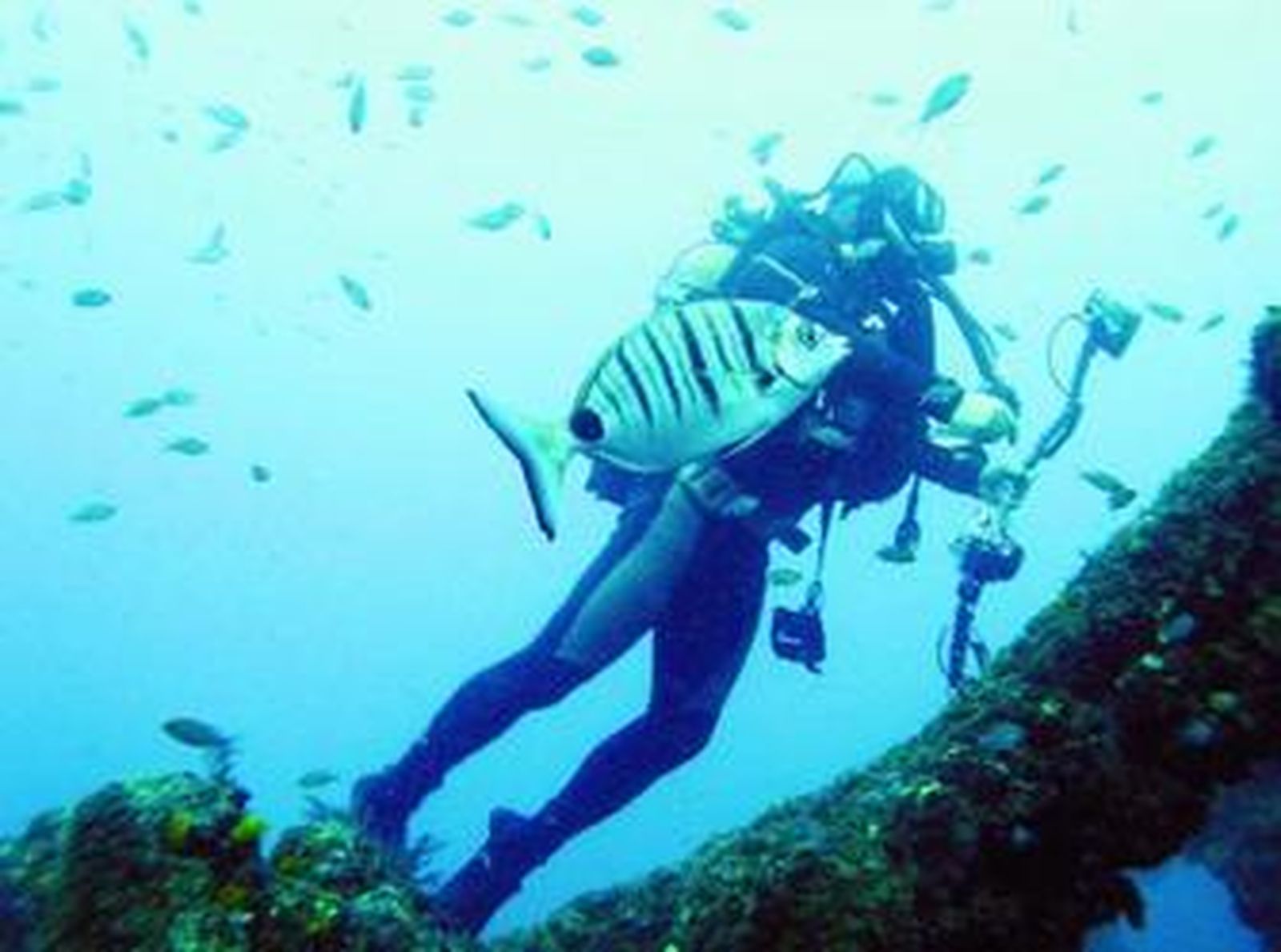 Un submarinista explora los restos de un pecio, un entorno donde suele crearse mucha vida.