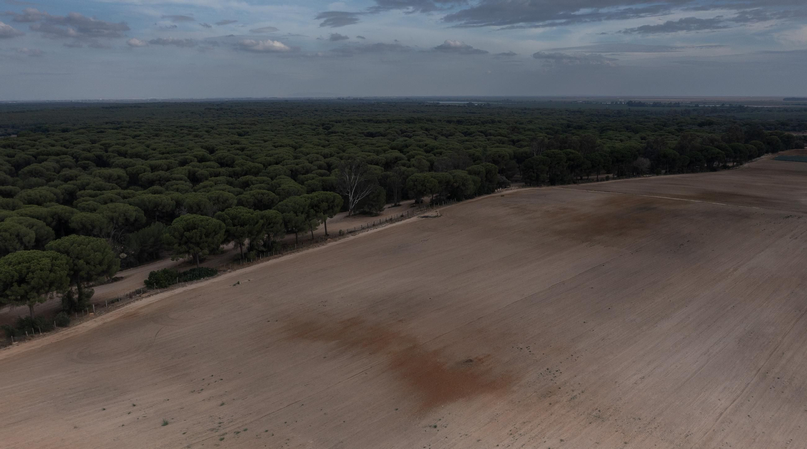 Las fotos de los cultivos en Doñana después del acuerdo sobre la regulación de regadios