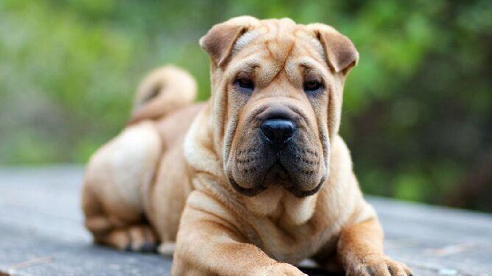 sharpei