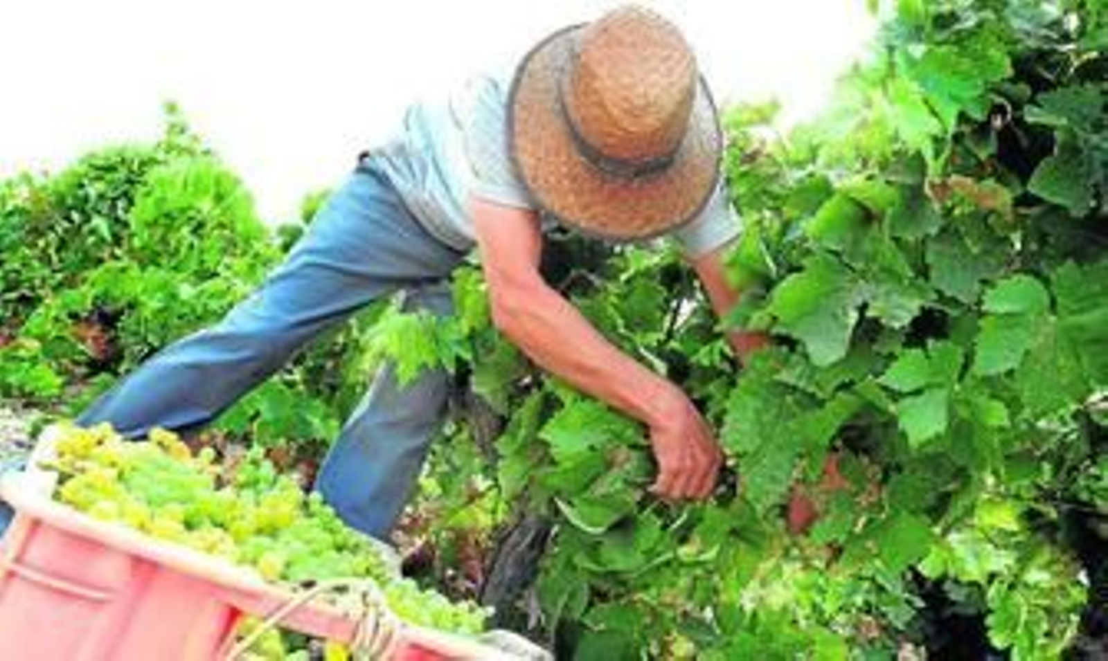 Un vendimiador corta uva en una viña de Jerez durante una vendimia en el Marco.