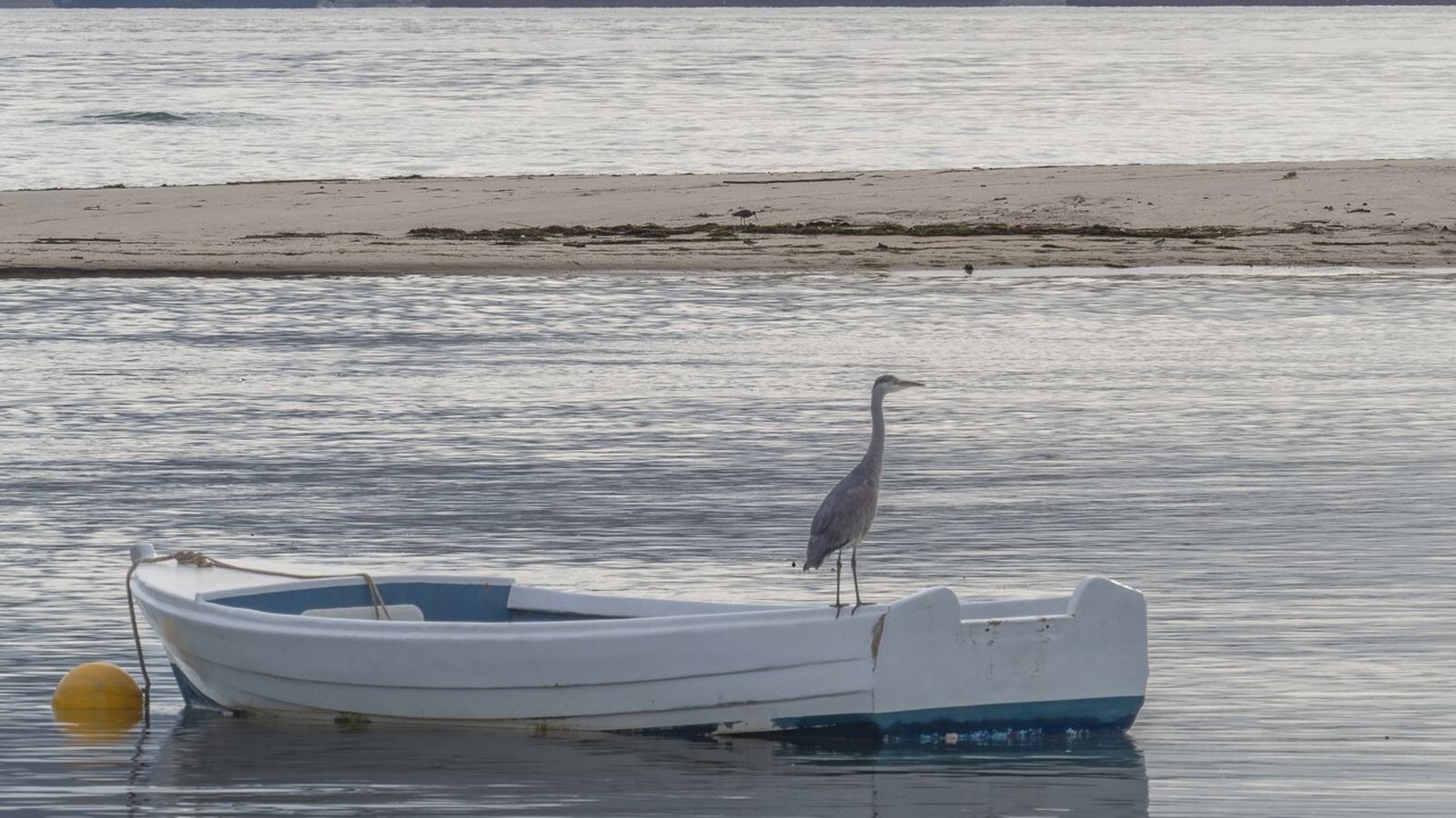 La guía recoge la gran variedad de aves que existe en el puerto.