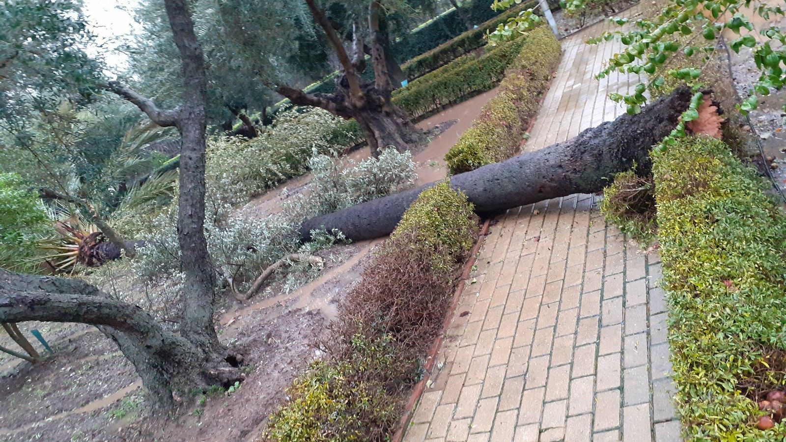 Caída de una palmera en el Jardín Botánico de Córdoba.