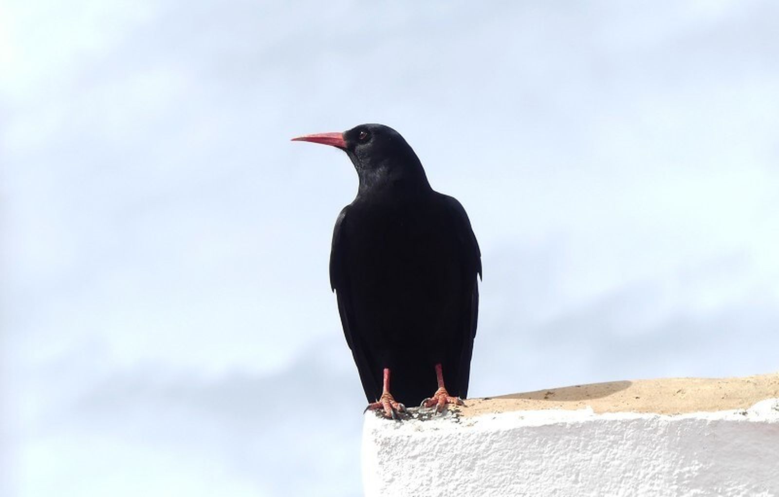 Una de las aves que se pueden observar
