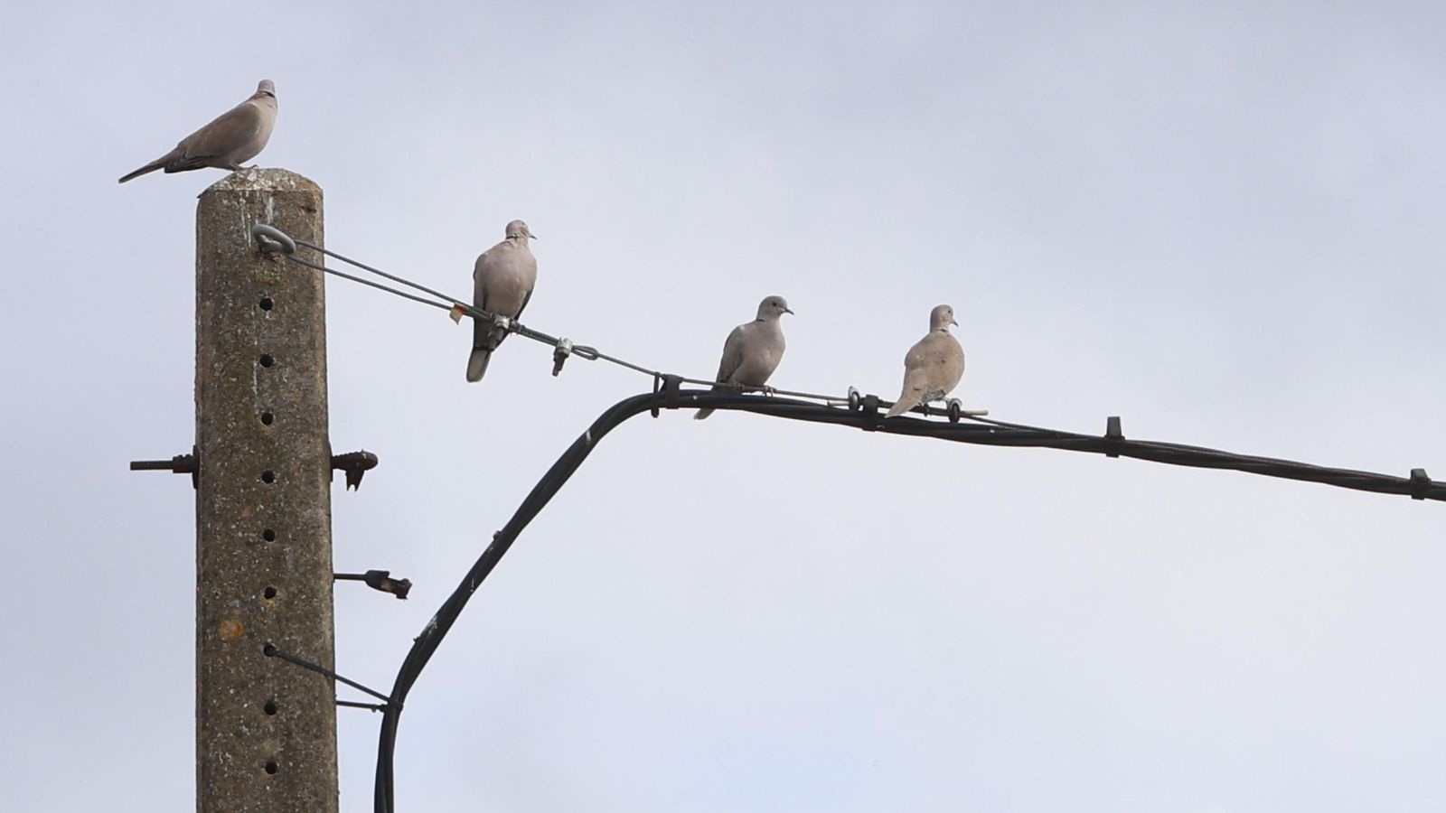 Aves en un poste eléctrico.