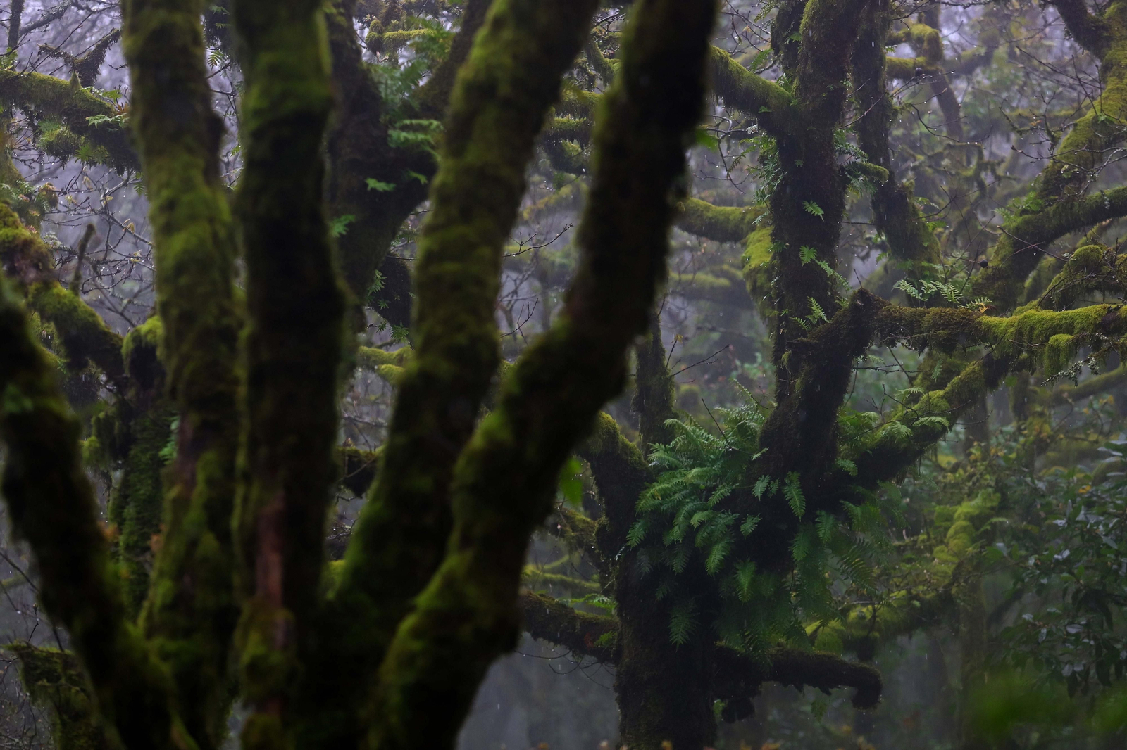 El Bosque de Niebla, situado entre los términos municipales de Algeciras, Los Barrios y Tarifa.