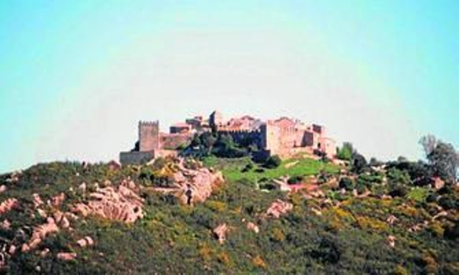 En una imagen de La Boyal, se aprecia el brote de la acacia, con un color amarillo.