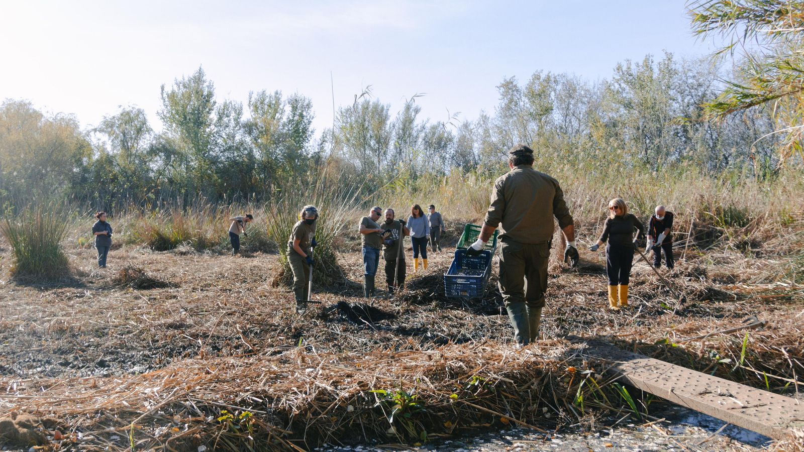 Voluntarios limpiando una de las lagunas, previamente desecada, de vegetación invasora